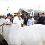 Feria Nacional del Cebú exhibe 14 millones de bovino