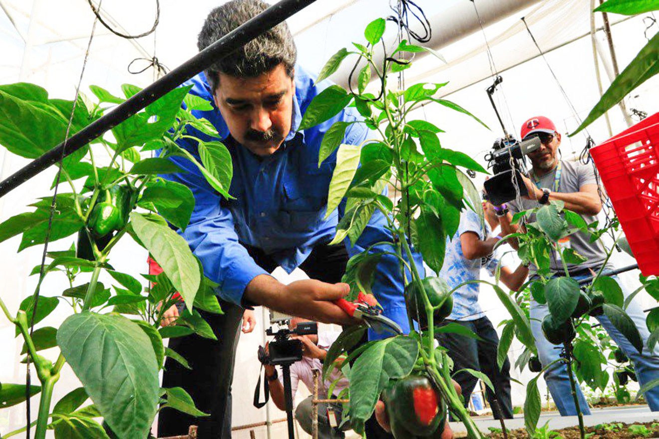 Producción agrícola aumenta cerca del 5%