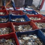Gobierno Nacional reactivará exportaciones de cangrejo azul