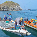 IVIC investiga sostenibilidad de la pesca de sardinas en regiones costeras del país