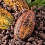 Ciencia y tecnología impulsan la calidad premium del cacao venezolano