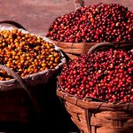 IVIC y CVC consolidan alianza científica para el desarrollo agroalimentario