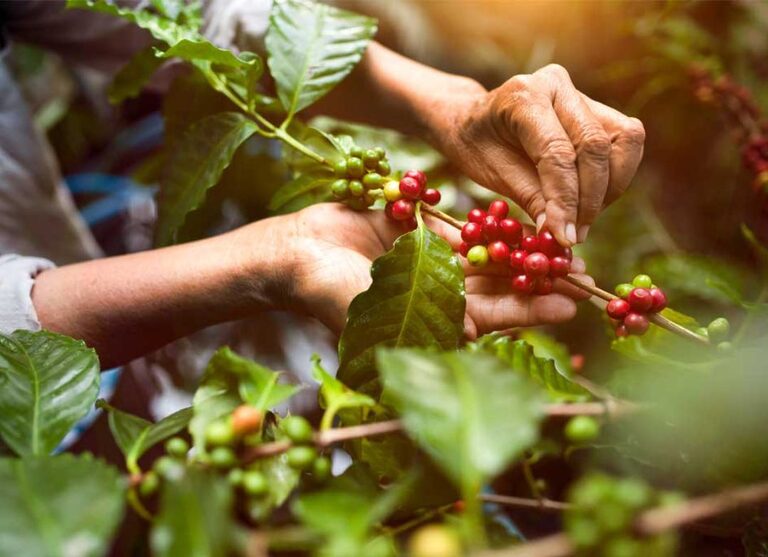 Entregaron 50 mil plantas de café a productores de Guanta