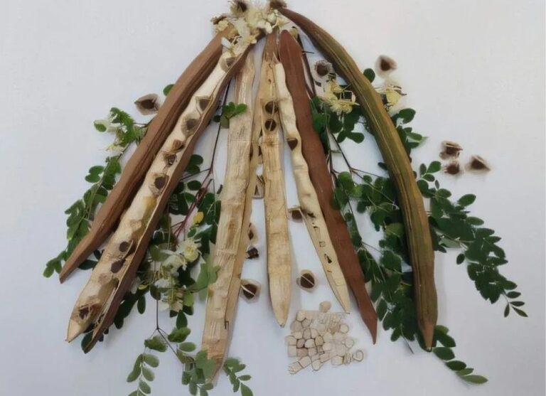 Moringa