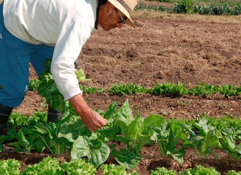 Plan climático blindará producción agrícola e hídrica nacional