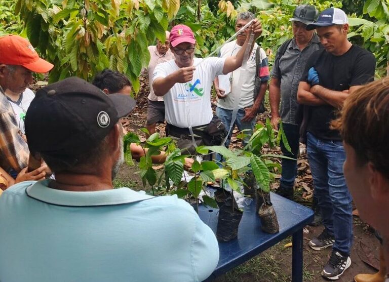 ACAV impulsa biotecnología e injertación genética del cacao en Barinas ​