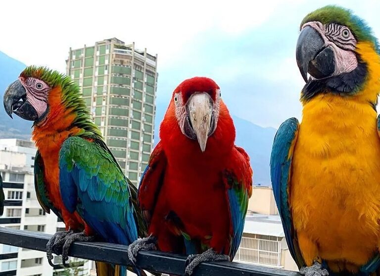 Venezuela participa en el October Big Day con el registro de más de 1.400 especies de aves